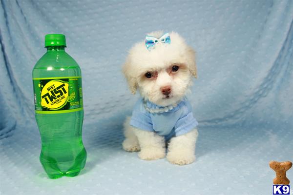 lvpuppyheaven Picture 2